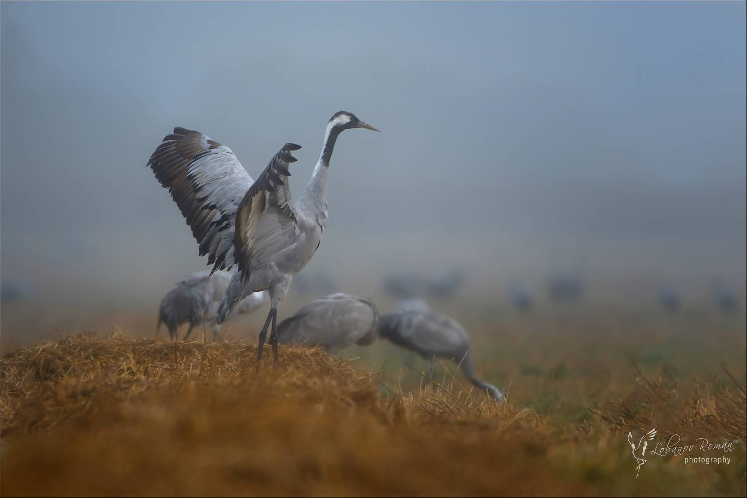 , Лобанов Роман