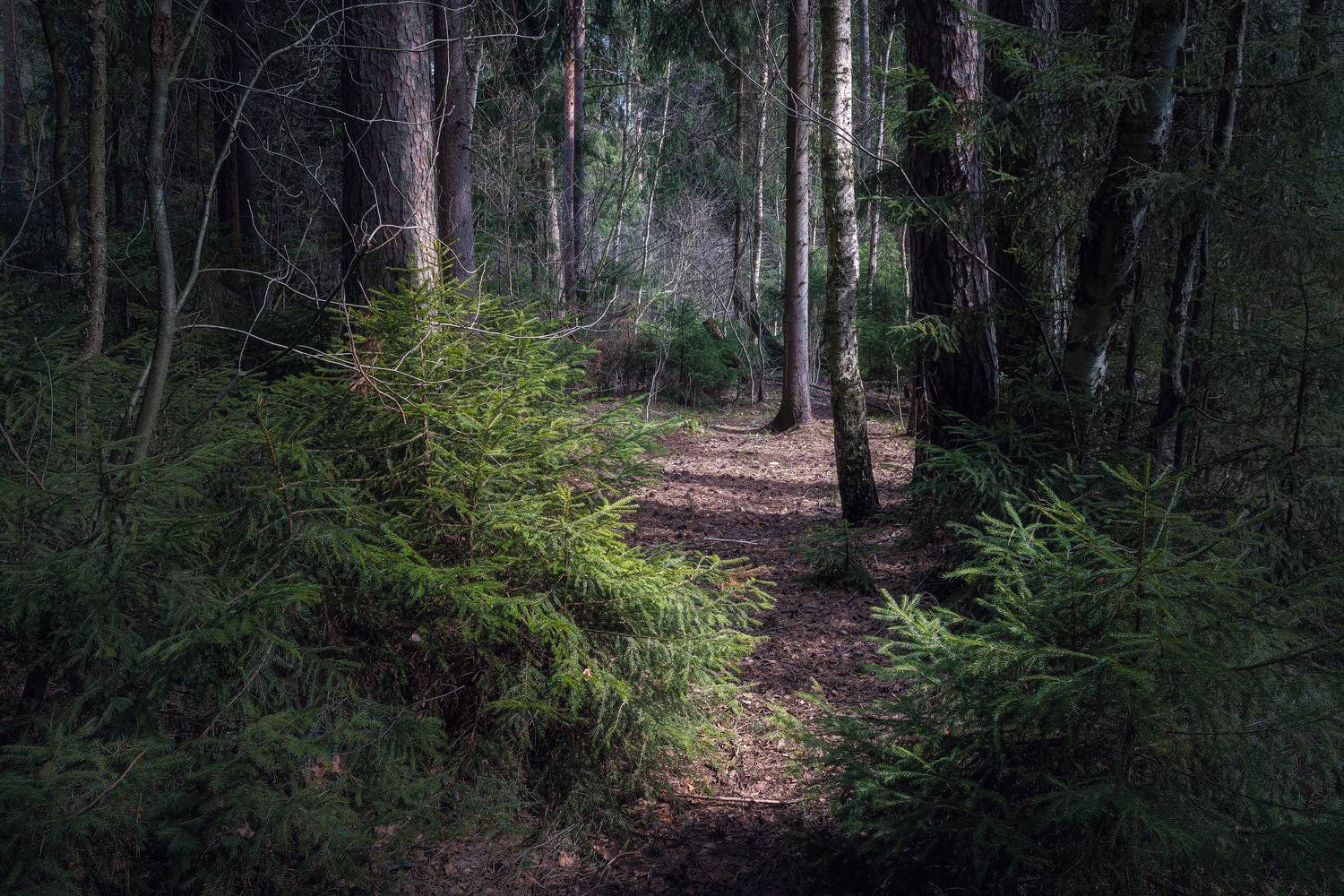 лес, свет, деревья, пейзаж, весна, forest, woodland, trees, landscape, sunlight, spring, Валерий Вождаев