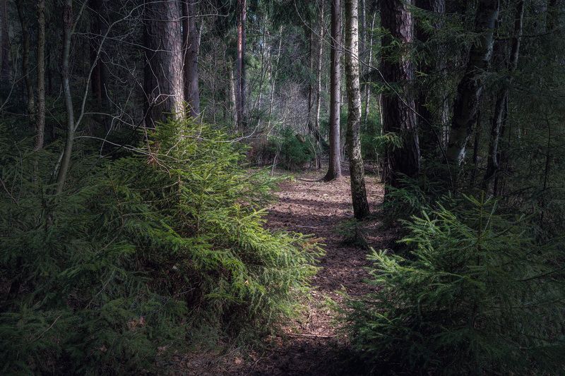 В весеннем лесу фото превью
