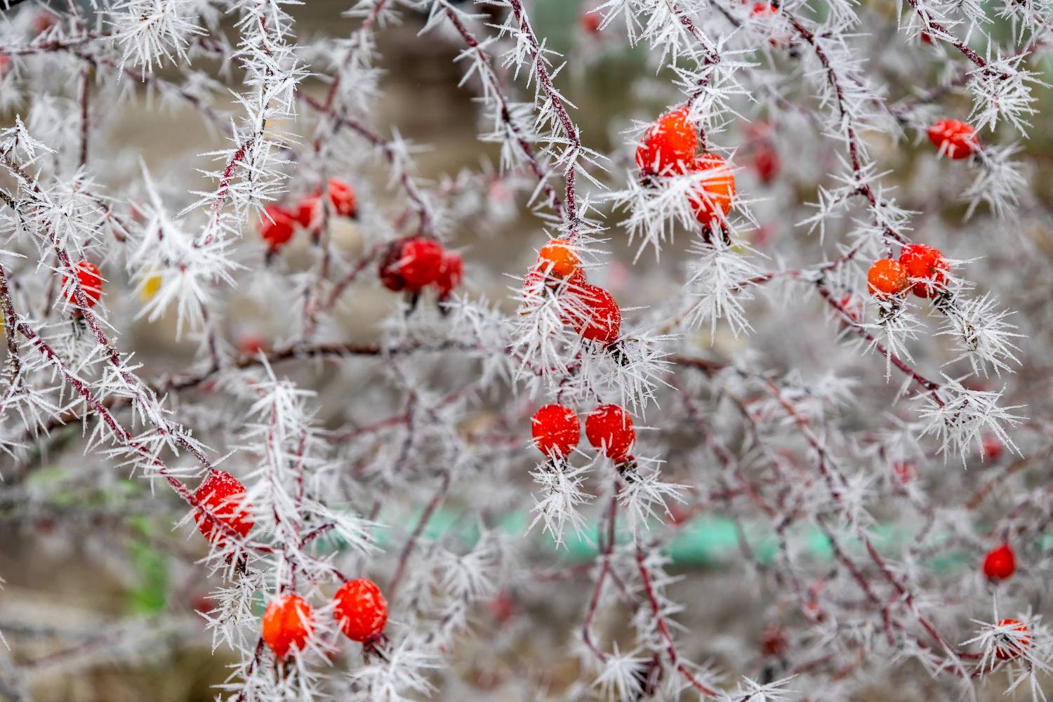 , Илья Тильман