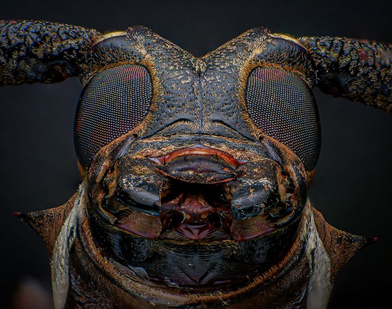 macro, macrophotography, insect, nature, beetle, bugs Batocera Rubus фото превью