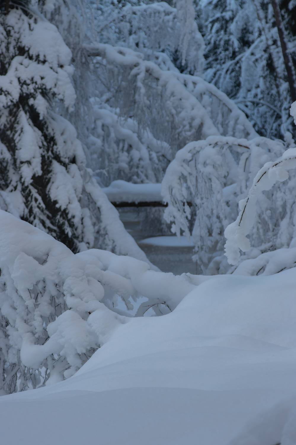 зима снег река лес лед сугроб, Светлана Холодняк