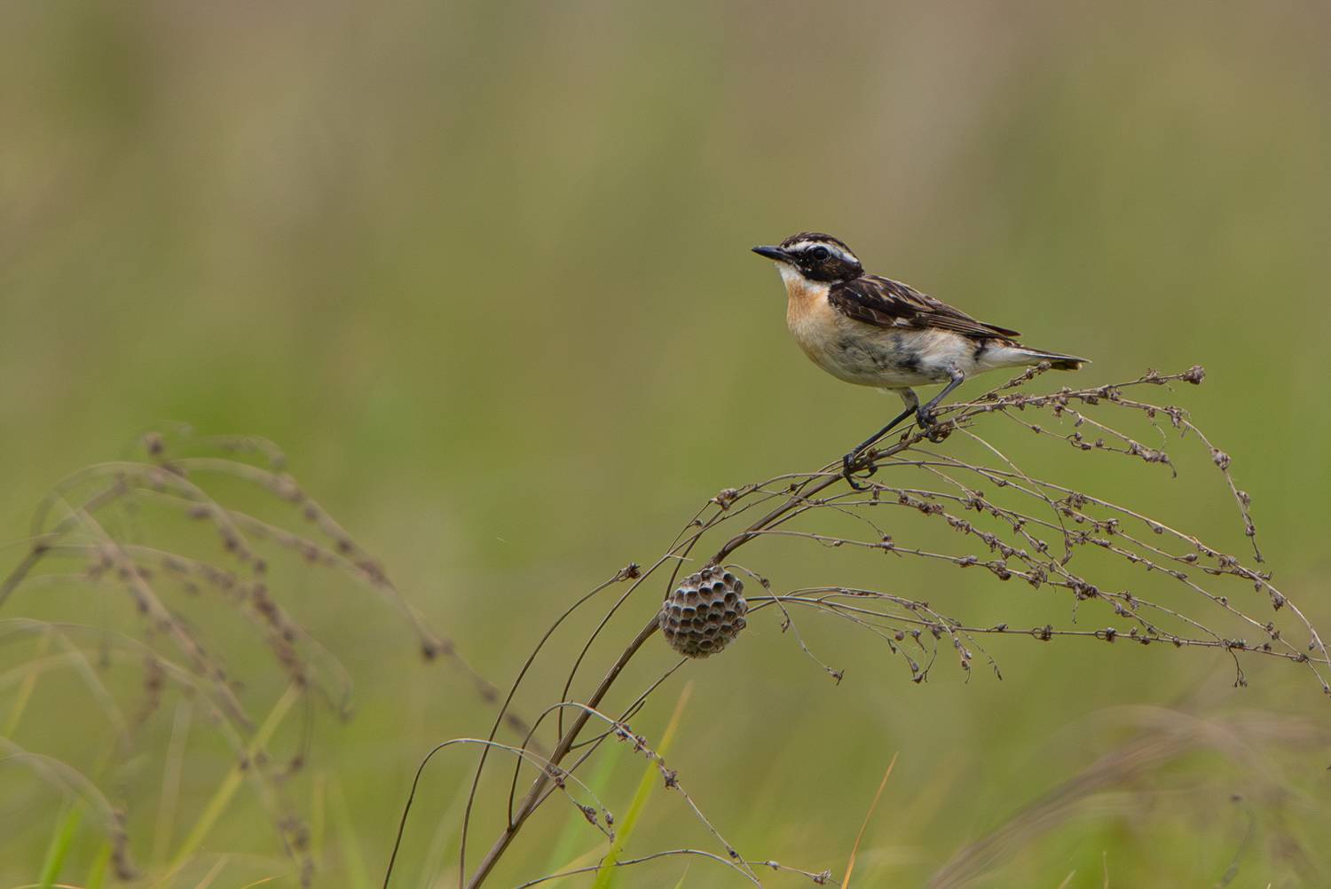 , Гильманов Артур