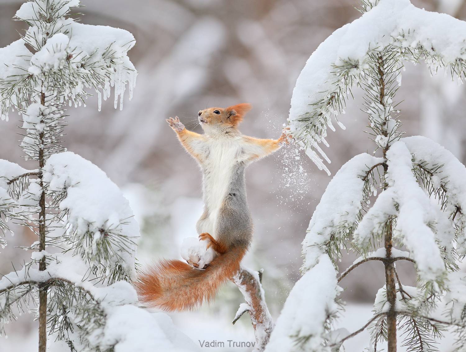 белка, squirrel, Вадим Трунов