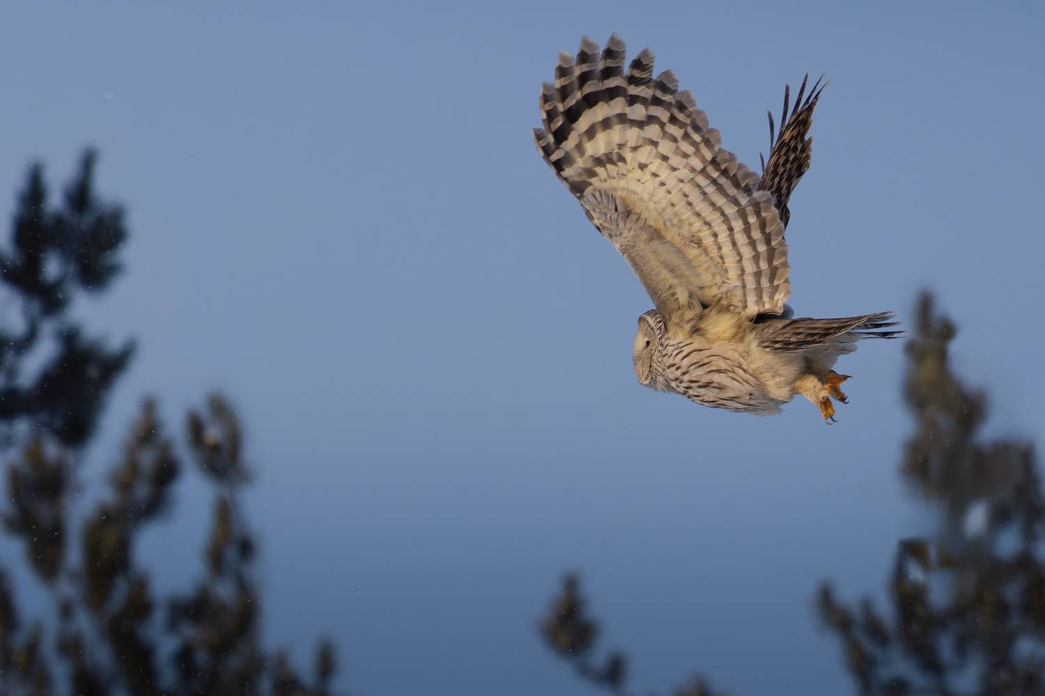 фотоохота, неясыть, длиннохвостая неясыть, уральская неясыть, strix uralensis,, Марат Кучкаев