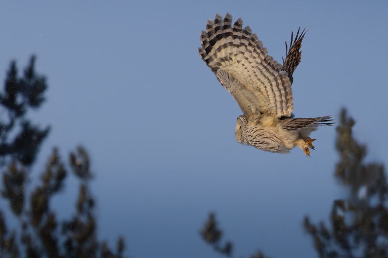 фотоохота, неясыть, длиннохвостая неясыть, уральская неясыть, strix uralensis, В коротких штанишках... фото превью