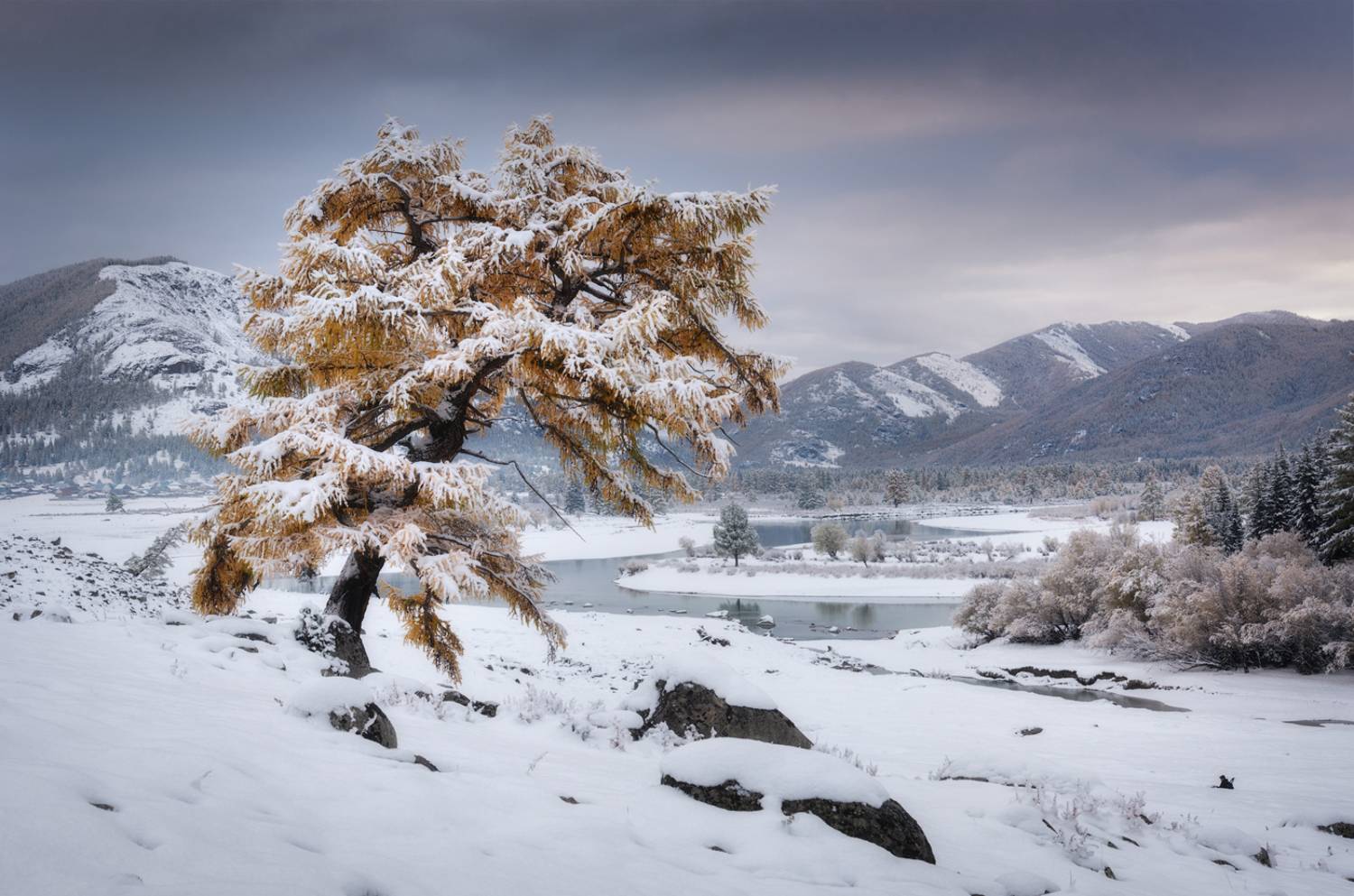 алтай, горный алтай, пейзажи алтая, кош-агачский район, горная река, лиственница, первый снег, золотая осень, горы, осенний алтай, горная тайга, Рубан Алена