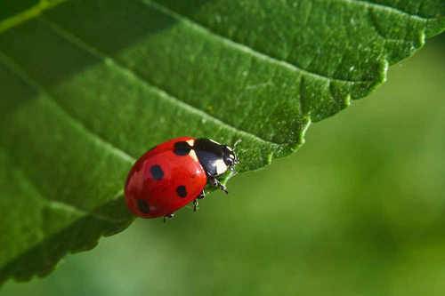 Coccinella septempunctata
