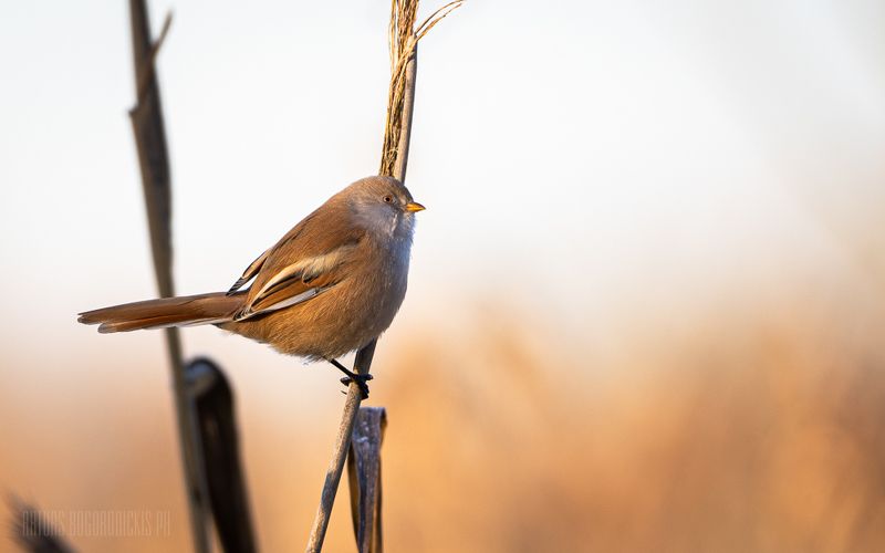 усатая, синица, panurus, biarmicus, орнитология, птицы Panurus biarmicus фото превью