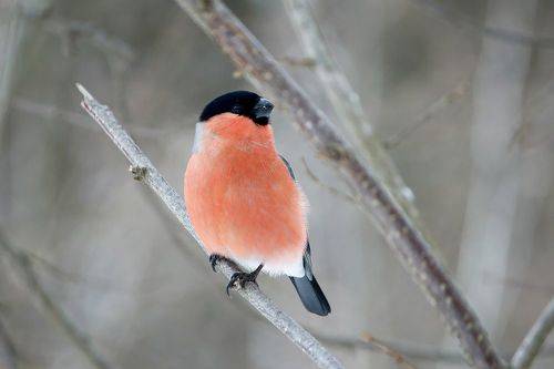 Обыкновенный снегирь (Pyrrhula pyrrhula)