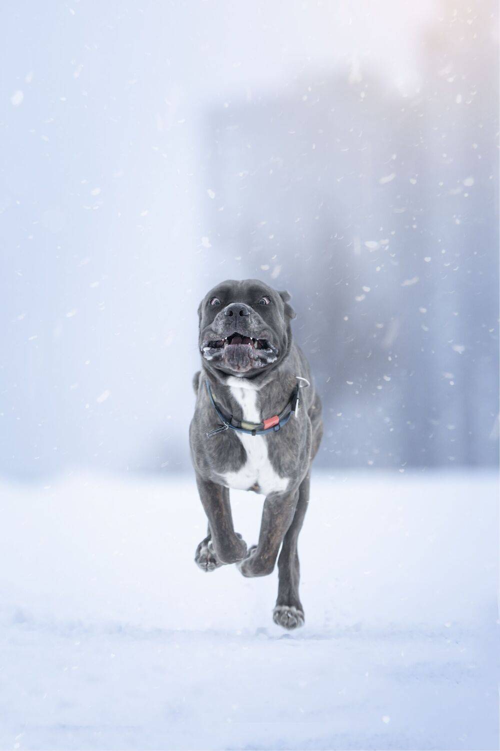 , Мария Романова