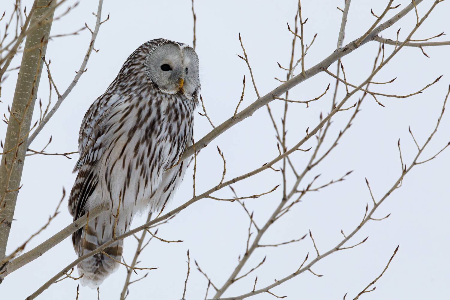 , Гильманов Артур