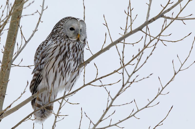 Уральская неясыть фото превью