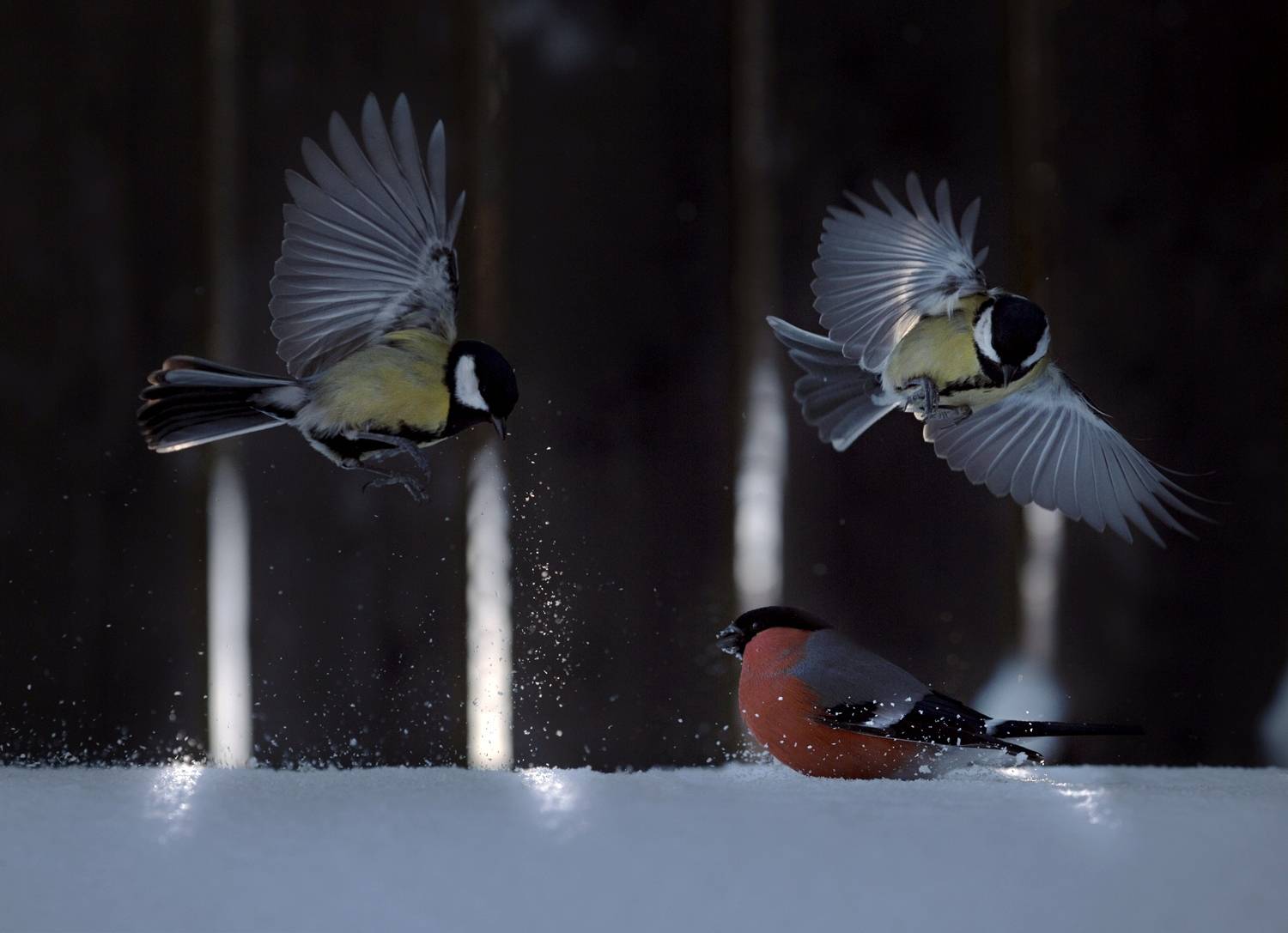 лес, свет, утро, природа, синица, птицы, Баранов Олег