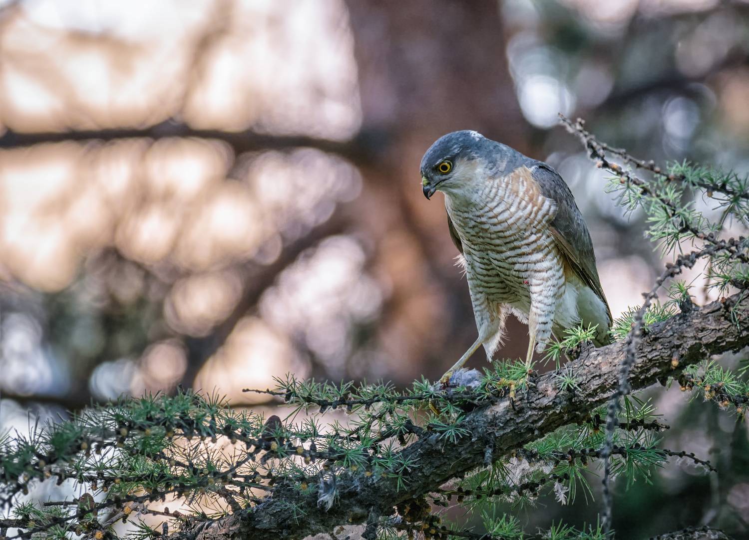 птица, ястреб, добыча,, Марина Мочалова