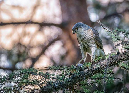 Охотник с добычей.