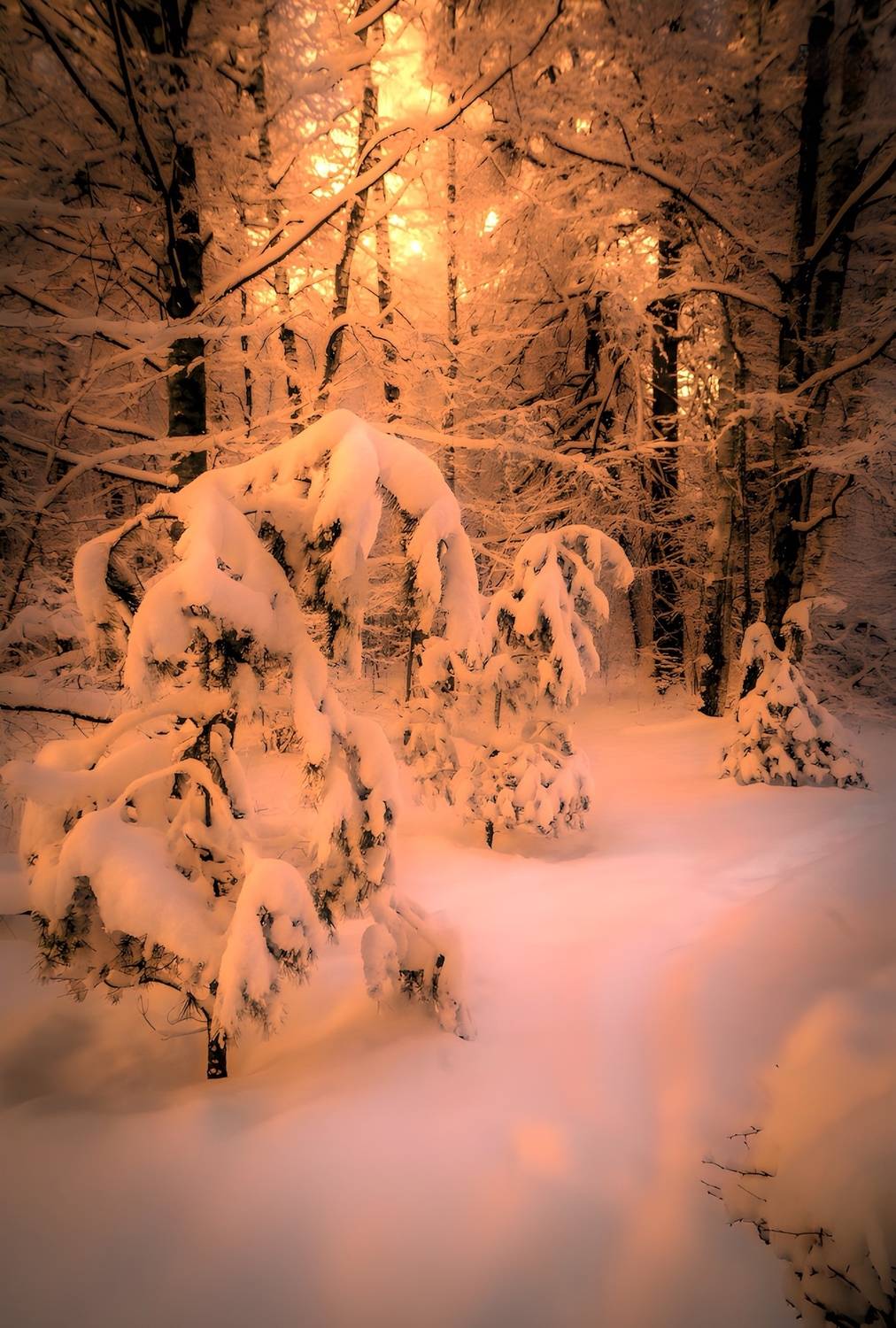 пейзаж, landscape, nature, природа, зима, winter, sunset, закат, лес, forest, Julia Kaissa