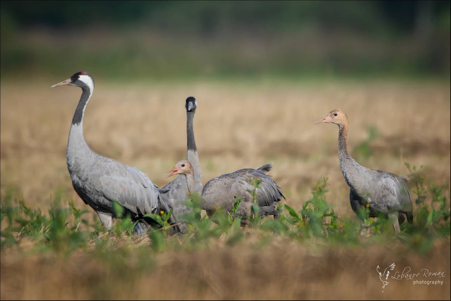 , Лобанов Роман