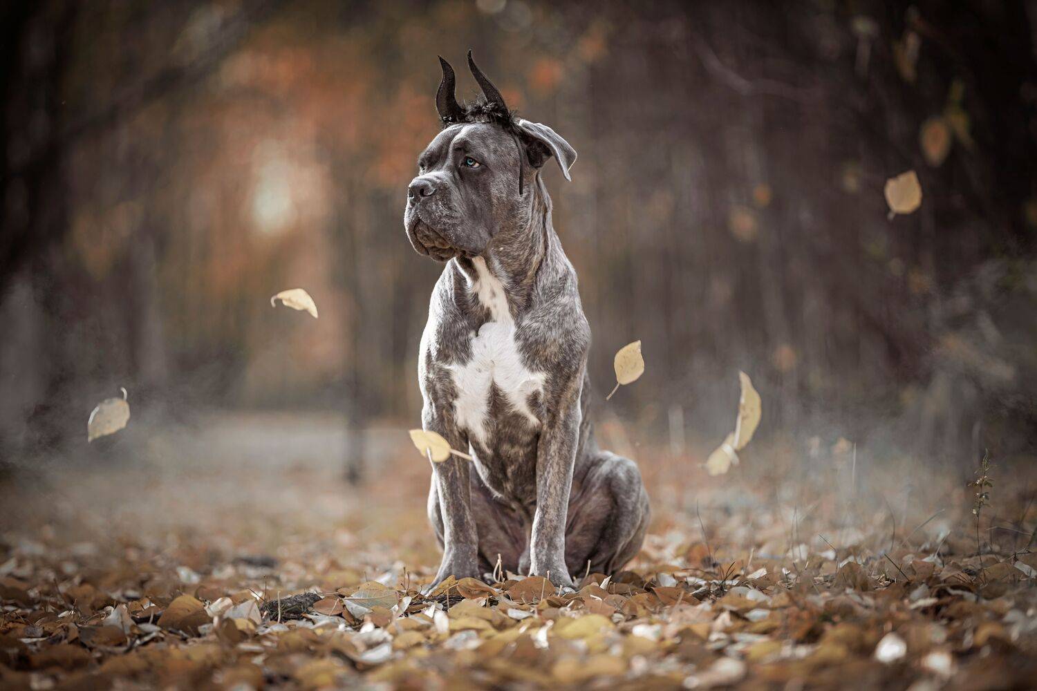 , Мария Романова