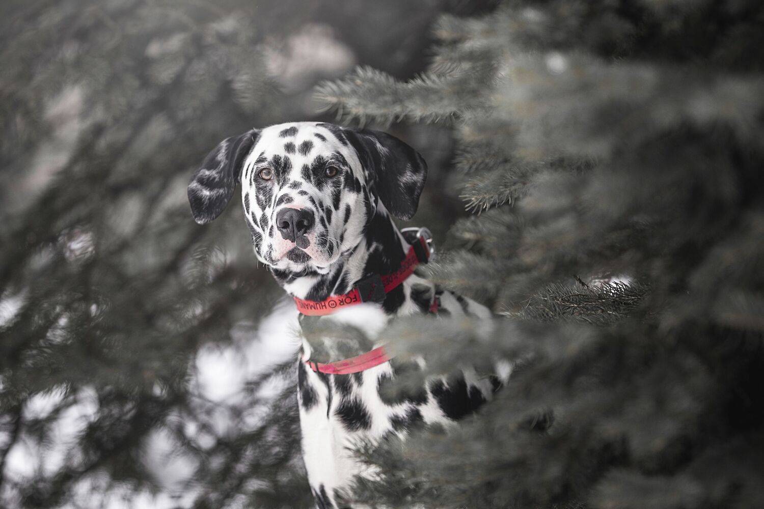 , Мария Романова