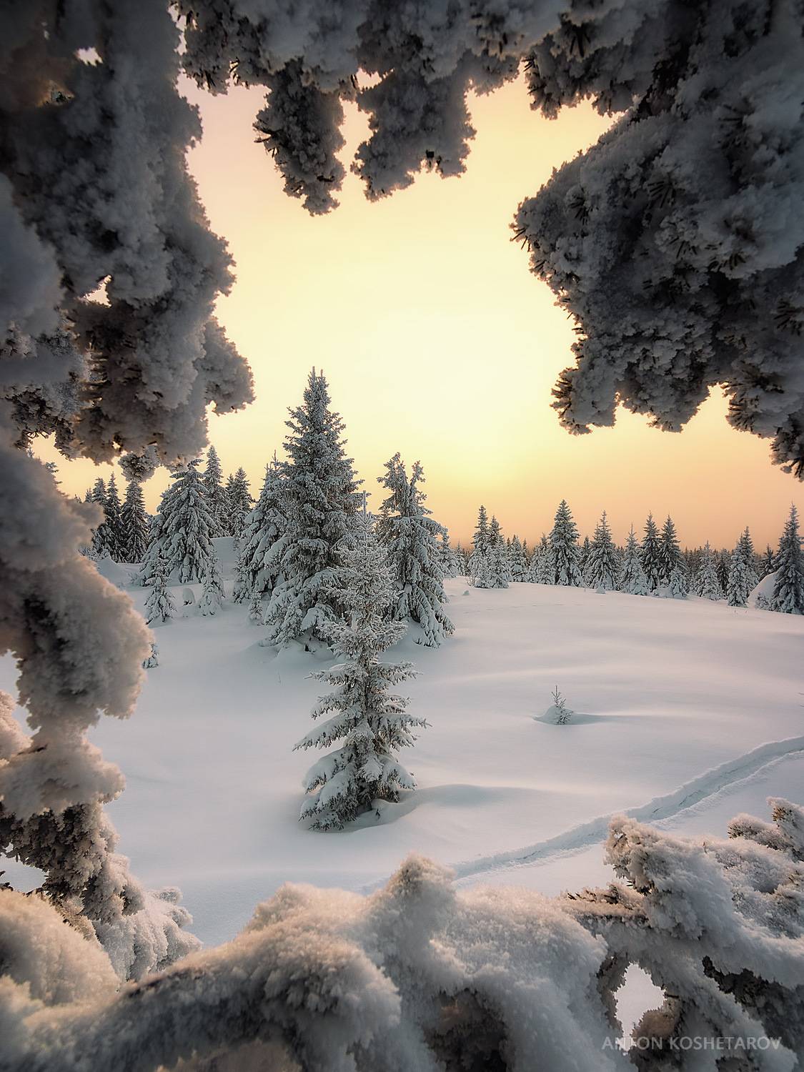 , Антон Кошетаров