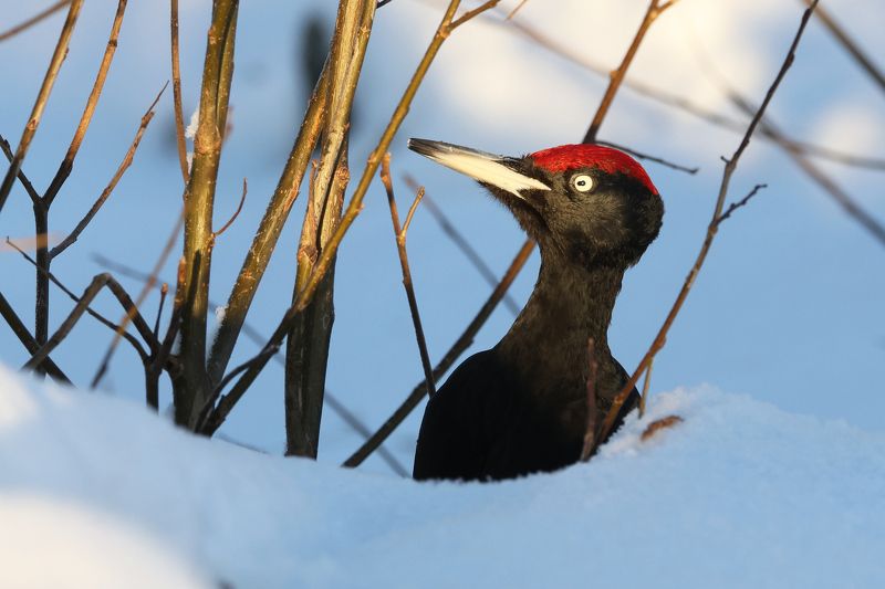 желна, dryocopus martius, фото птиц Жена. (Dryocopus martius). фото превью