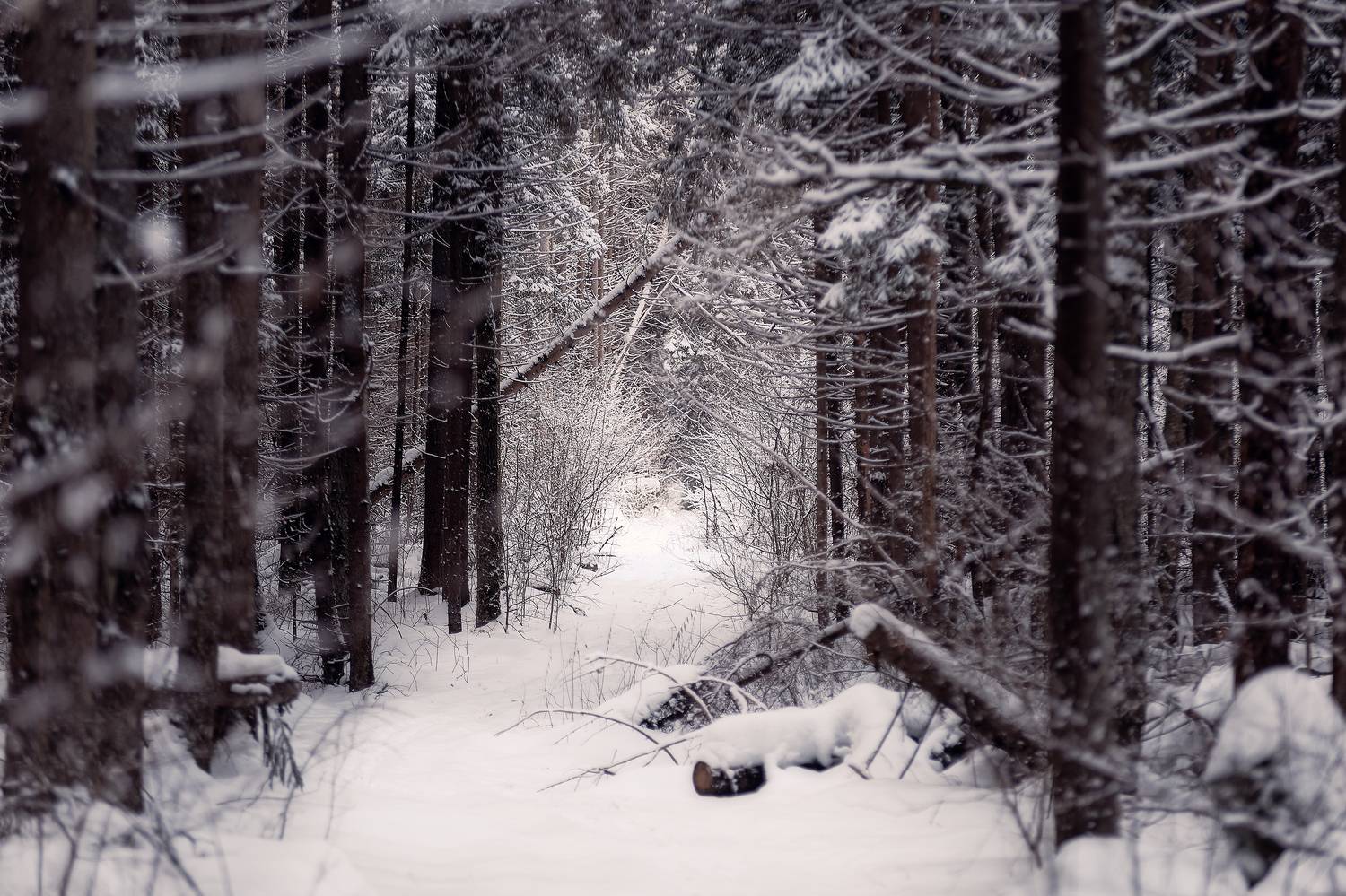 , Загруев Михаил