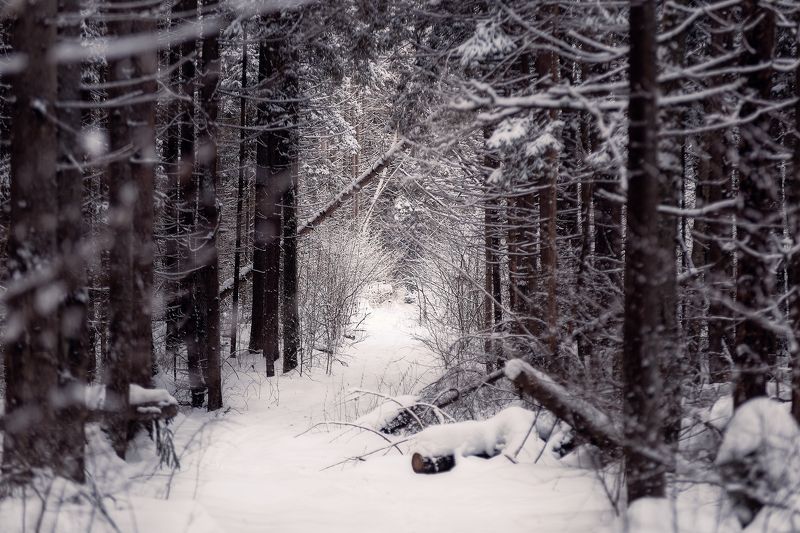 Тропа фото превью
