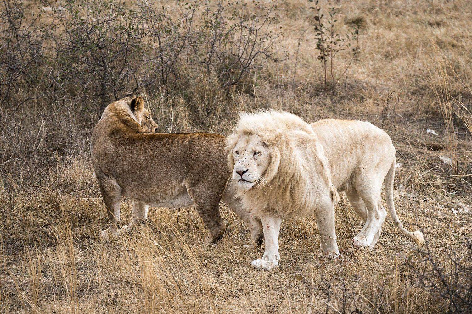 Белый, Лев, Львица, Львы, Михаил Туркеев