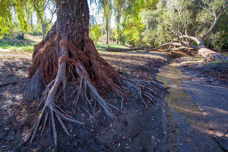 дерево, крым, пейзаж, симферополь *** фото превью