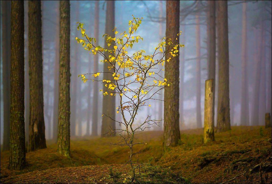 , Бурлов Андрей