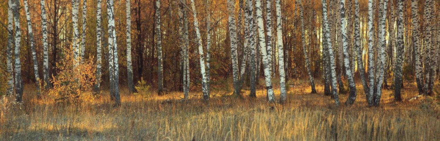 , Дмитрий Алексеев