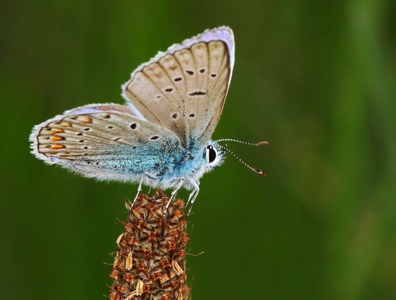 * фото превью