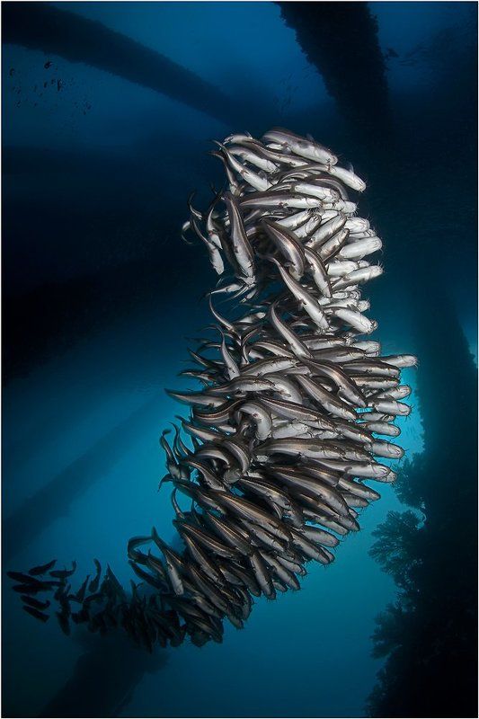 Bali, CandiDasa, Diving, Indonesia, Underwater photography, Бали, Подводная фотография, Чандидаса Under the pier stories. Parte uno фото превью