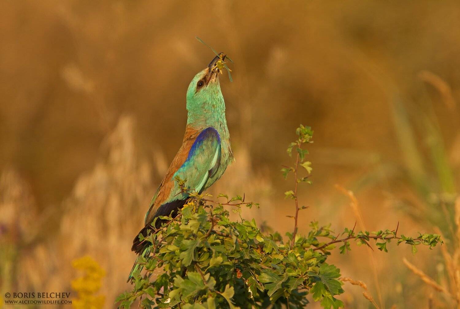 , Борис Белчев