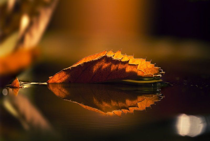 лист осенний фото превью