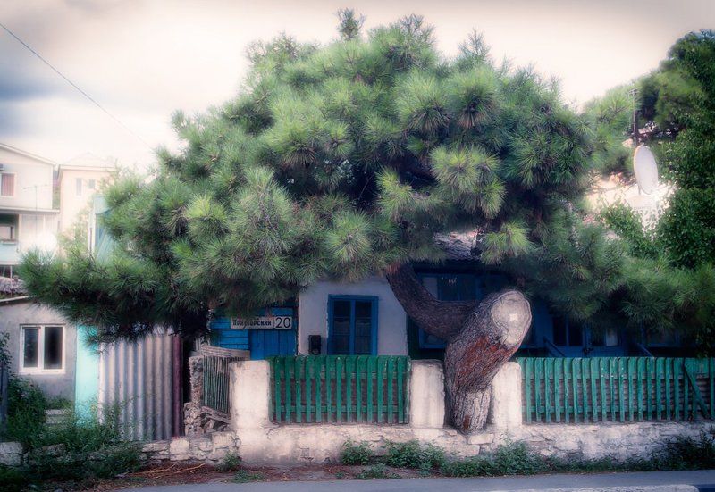 Улица дом сосна крыша необычное Парик фото превью