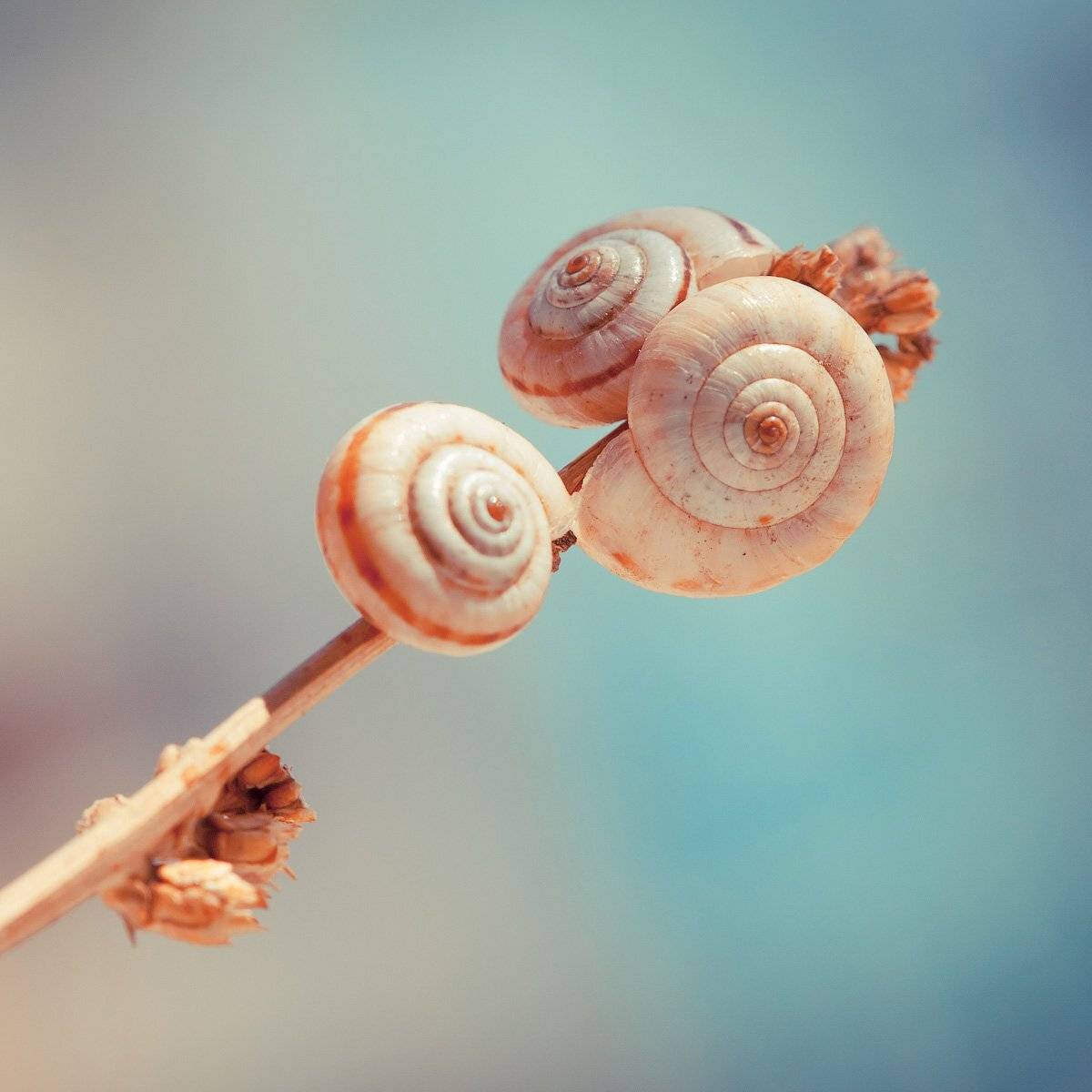 Macro, Александр Аседач