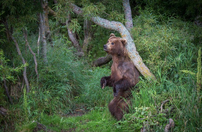 камчатка, курильское озеро, медведь, почесуха, южно-камчатский заказник медвежьи почесухи фото превью