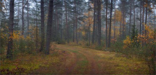 Осенний лес
