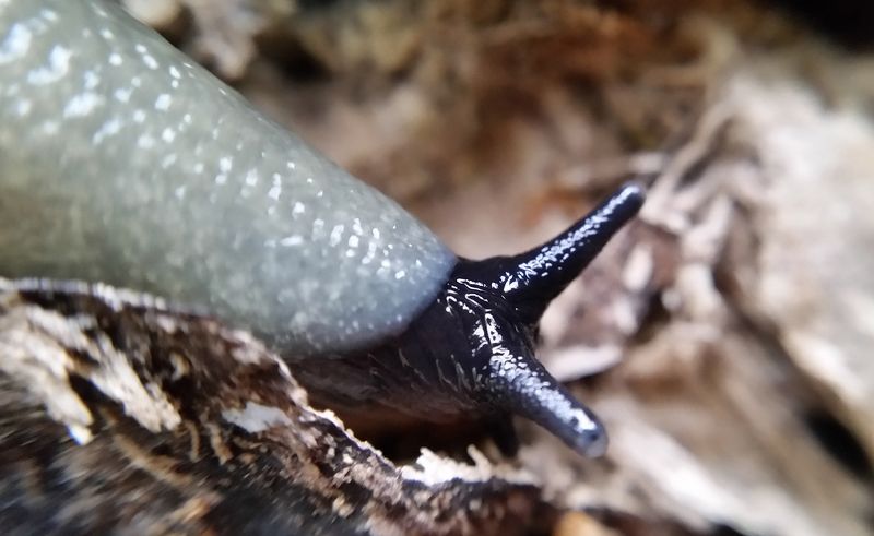 слизень, Парк Тимирязевской академии, лесная фауна Рогатый фото превью