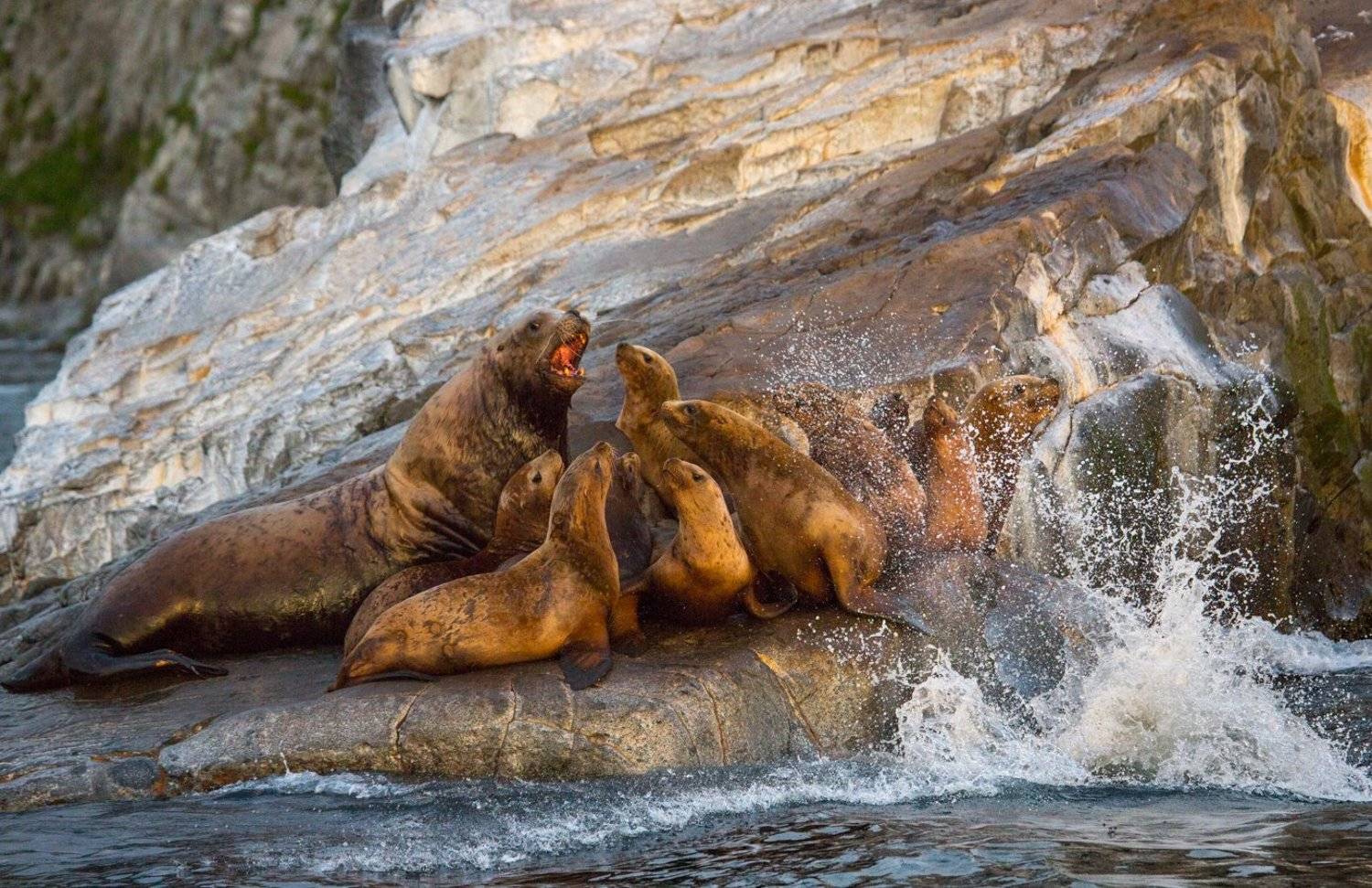 камчатка ,сивуч, морской лев, гарем, лежбище ,лежбище сивучей ,брызги ,море ,океанскала  , Ирина Назарова