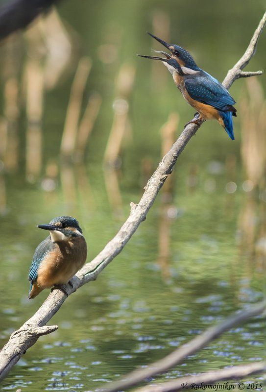 Birds, Kingfisher, Wildlife Кто успел, тот съел фото превью