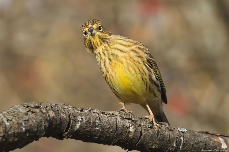Овсянка Слышь, ты че такой дерзкий, а? фото превью