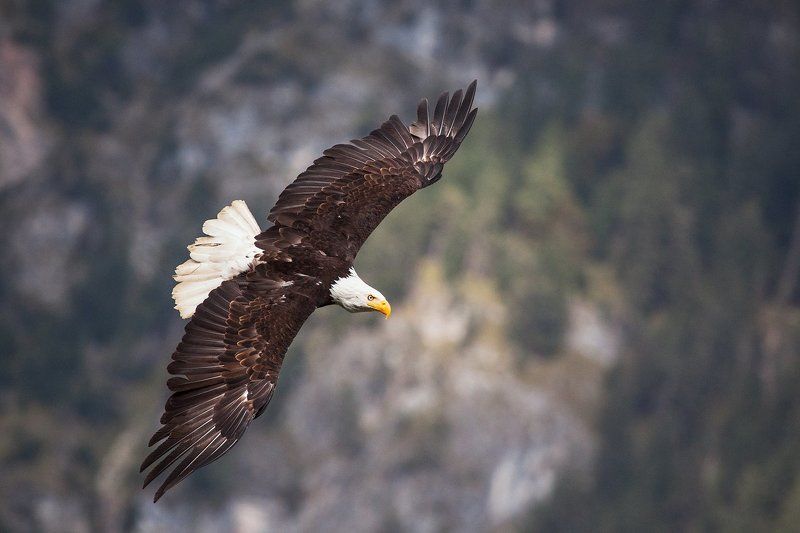 Хозяева неба. фото превью