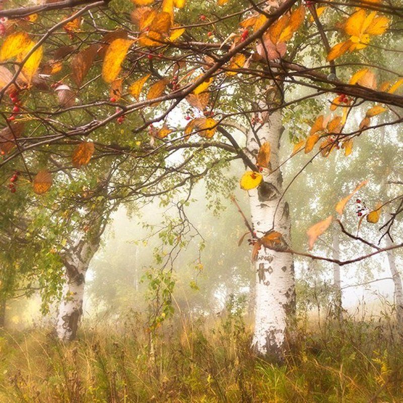 березы, гора, лес, октябрь, осень Октябрь запутался в рассеянных мыслях фото превью