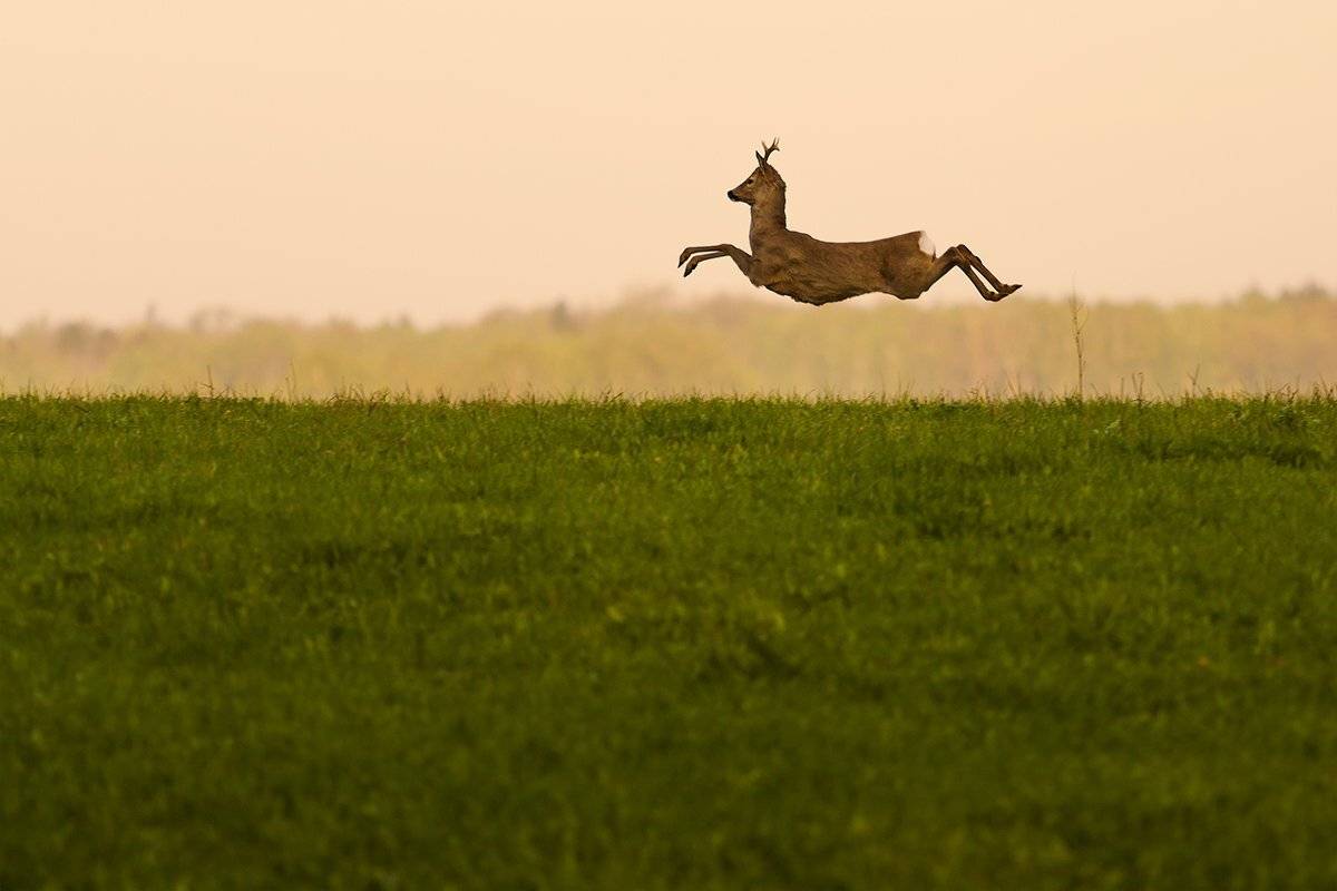 Animal, Canon, Canon 50d, Deer, Forest, Poland, Roe, Sokol, Łukasz Sok&oacute;ł