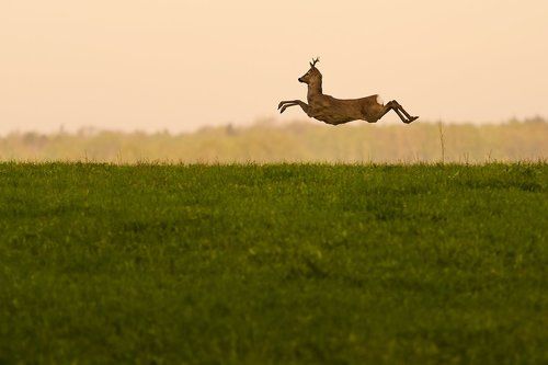 I'm flying because I want!