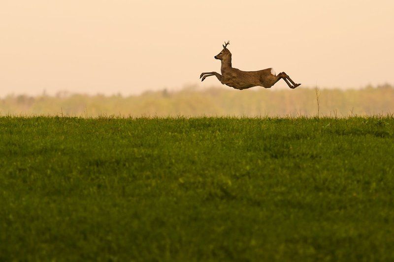 I\'m flying because I want! фото превью