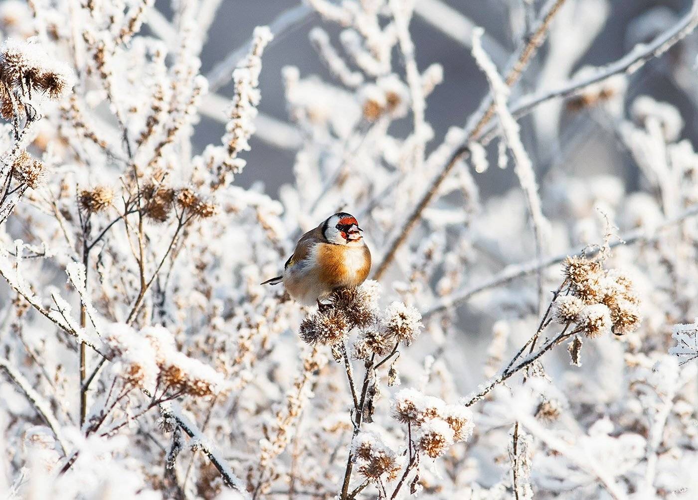 щегол, Наталья